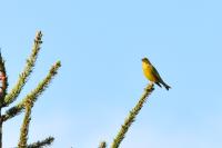 Chloris chloris