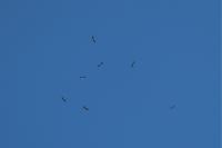 Ciconia ciconia