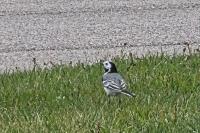 Motacilla alba