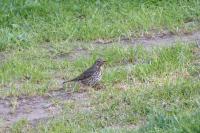 Turdus philomelos