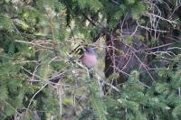 Fringilla coelebs