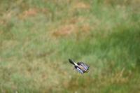 Garrulus glandarius