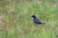 Corvus corone