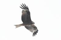 Milvus milvus