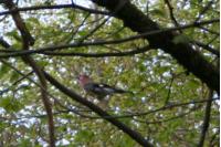 Garrulus glandarius
