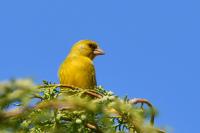 Chloris chloris