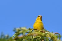 Chloris chloris