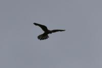 Falco tinnunculus