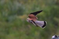 Falco tinnunculus