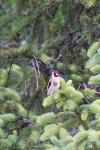 Carduelis carduelis