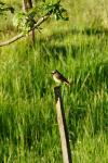 Phoenicurus phoenicurus