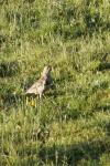 Turdus viscivorus