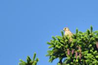 Falco tinnunculus