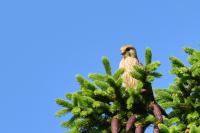Falco tinnunculus