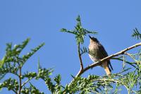 Phoenicurus ochruros
