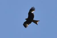 Milvus milvus