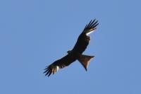 Milvus milvus
