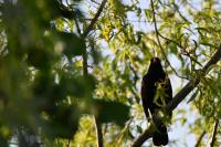 Turdus merula