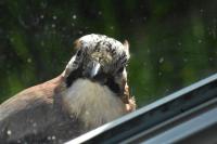 Garrulus glandarius