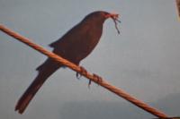 Turdus merula