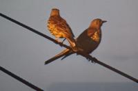 Turdus viscivorus