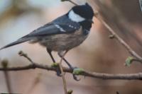Periparus ater