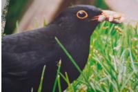 Turdus merula