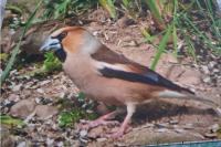 Coccothraustes coccothraustes