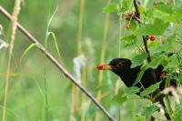 Turdus merula