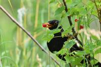 Turdus merula