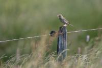 Anthus pratensis