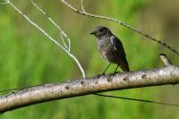 Phoenicurus ochruros