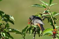 Phoenicurus ochruros