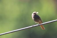 Phoenicurus ochruros