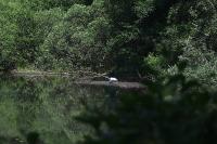 Ardea cinerea