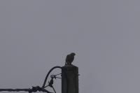ornitho