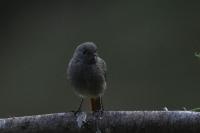 Phoenicurus ochruros