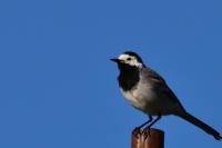 Motacilla alba