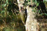 Picus viridis