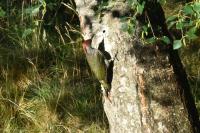 Picus viridis
