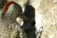 Picus viridis