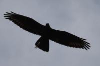 Buteo buteo