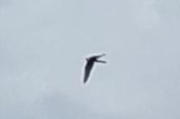 Falco tinnunculus