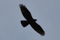 Buteo buteo
