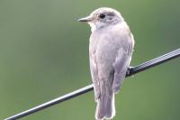 Muscicapa striata