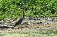 Ardea purpurea
