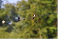 Hirundo rustica