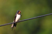 Hirundo rustica