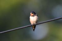 Hirundo rustica