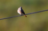 Phoenicurus phoenicurus